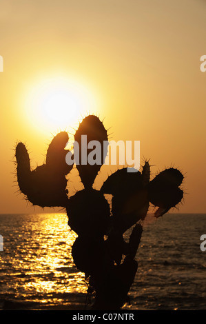 Silhouette des Feigenkaktus an der Küste, Goa, Indien Stockfoto