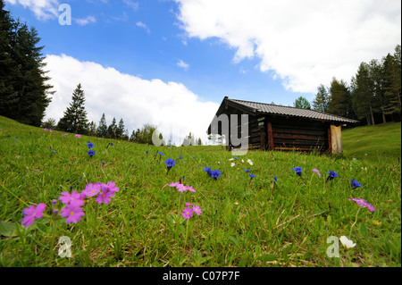 Wiesen mit Scheune in Kranzberg, Buckel Karwendelgebirges Berge, Mittenwald, Werdenfelser Land, Oberbayern, Bayern Stockfoto