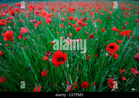 Rote Mohnblumen wächst wachsen wild in einem Weizen Feld Wilfdlower Wiese Kornfeld Stockfoto