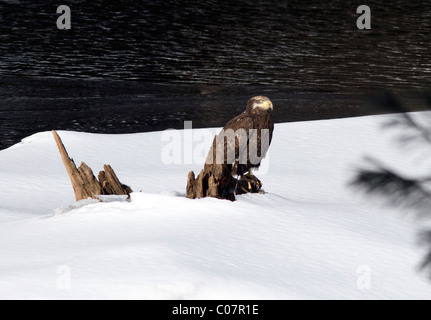 Unreife amerikanische Weißkopfseeadler Haliaeetus Leucocephalus. Auf dem Schnee neben einem Fluss. Stockfoto