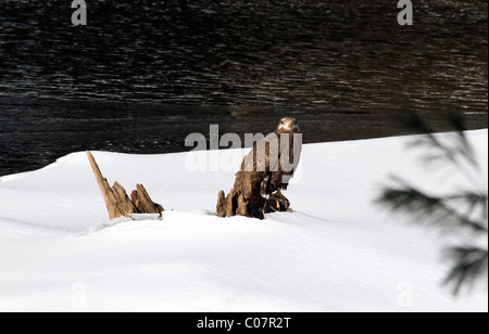 Unreife amerikanische Weißkopfseeadler Haliaeetus Leucocephalus. Auf dem Schnee neben einem Fluss. Stockfoto