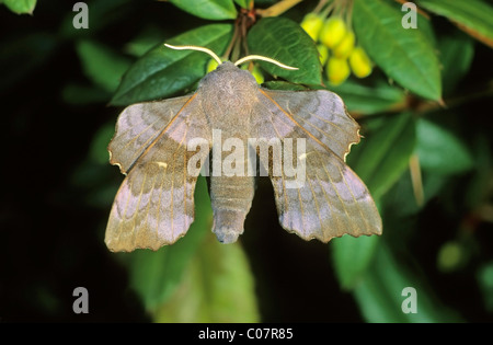 Pappel Hawk-Moth (Laothoe Populi) Stockfoto