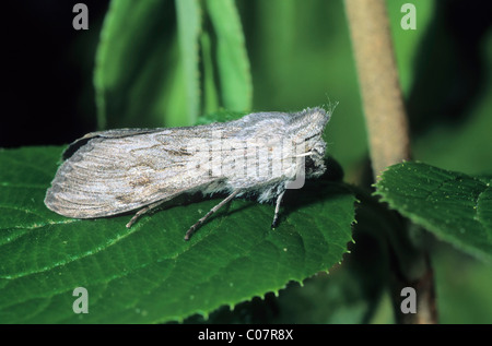 Salat-Hai-Motte (Cucullia Lactucae) Stockfoto
