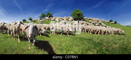 Altmuehltaler Schafe grasen auf einer Anhöhe im oberen Eichstätt, Bayern, Deutschland, Europa Stockfoto