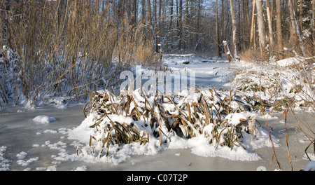 Winterlandschaft der gefrorenen Lesna Fluss am sonnigen Tag mit Kalmus Haufen Schnee eingehüllt in Vordergrund, Podlachien, Polen Stockfoto