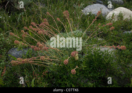 Acaena SP. Blätter Blumen Torres del Paine Nationalpark, Patagonien, Chile, Südamerika Stockfoto