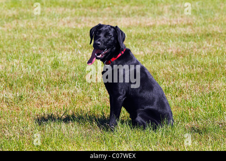 Black Labrador Retriever, Jungrüde, keuchend mit Zunge hängt heraus, Hund sitzen, Gehorsam Ausbildung Stockfoto