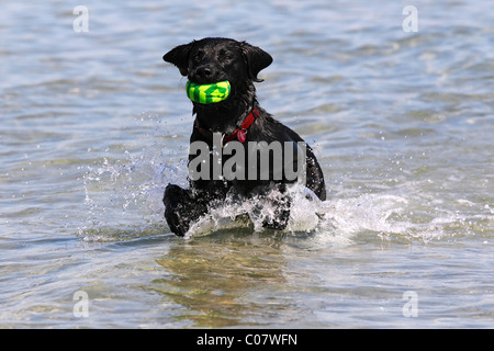 Black Labrador Retriever, Rüde, die Kugel aus dem Wasser in der Nähe eines Strandes abrufen Stockfoto