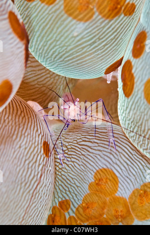 Blase Korallen Garnelen, Lembeh, Indonesien Stockfoto