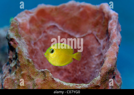 Tang (Acanthurus Coeruleus), gelbe juvenile Form, versteckt in Schwamm, St. Lucia, St. Lucia Island, Inseln unter dem Winde blau Stockfoto