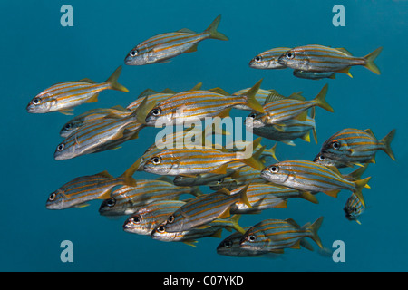 Smallmouth Grunt (Haemulon Chrysargyreum), Fischschwarm im blauen Wasser, Windward Islands, St. Lucia, St. Lucia Insel Stockfoto
