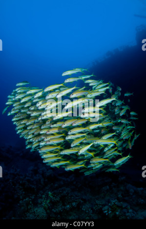 Eine Gruppe von Gelbflossen Goatfish bei einem Schiffsunglück, Ägypten Stockfoto