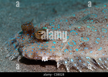 Peacock Flunder (Bothus Lunatus), auf sandigen Boden, St. Lucia, St. Lucia Insel, Windward-Inseln, kleine Antillen Stockfoto