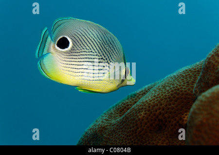 Vier Augen Butterflyfish (Chaetodontidae Capistratus), Fütterung auf Polypen aus Stein Koralle, St. Lucia, St. Lucia Island Stockfoto