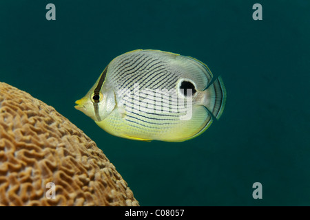 Vier Augen Butterflyfish (Chaetodontidae Capistratus), Fütterung auf Polypen vom Gehirn Koralleninsel, St. Lucia, St. Lucia Stockfoto