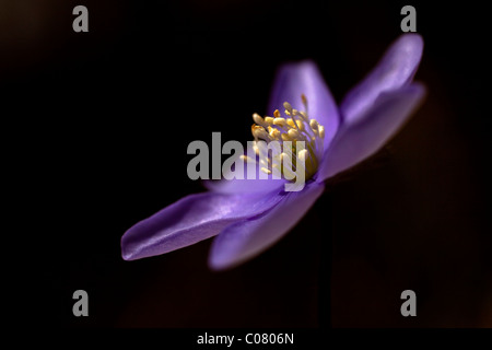 Gemeinsamen Leberblümchen, Lebermoos (Anemone Hepatica) Stockfoto