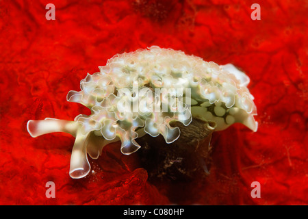 Salat-Meeresschnecke (Tridachia Crispata), saugenden, auf roter Schwamm, Windward Islands, St. Lucia, St. Lucia Insel Stockfoto