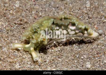 Salat-Meeresschnecke (Tridachia Crispata) ruht auf Sandboden, St. Lucia, St. Lucia Island, Inseln unter dem Winde, kleine Antillen Stockfoto