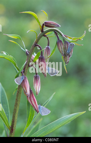 Mazarine Blue (Polyommatus Semiargus) Schmetterlinge auf einer Martagon oder Turk Kappe Lilie (Lilium Martagon), Plätzwiese, Alto Adige Stockfoto