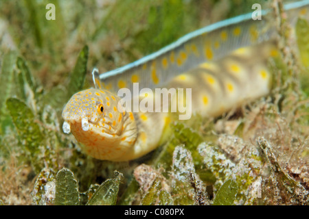 Sharptail Schlangenaal (Myrichthys Breviceps), auf Algen, St. Lucia, St. Lucia Insel, Windward-Inseln, kleine Antillen Stockfoto