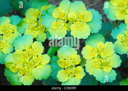 Stellvertreter leaved-Golden Steinbrech (Chrysosplenium Alternifolium), Karwendelgebirge, Nord-Tirol, Österreich, Europa Stockfoto