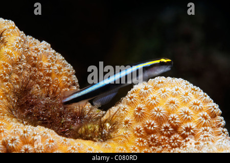 Sharknose Grundel (Gobiosoma Evelynae), lauern auf Beute auf steinigen, St. Lucia, St. Lucia Koralleninsel, Inseln unter dem Winde Stockfoto