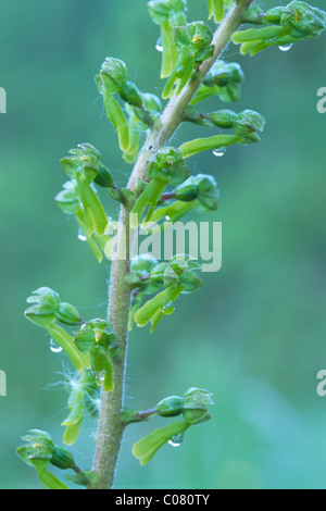 Europäischen gemeinsamen Nestwurzen (Listera Ovata), Kaiserklamm Schlucht, Nord-Tirol, Österreich, Europa Stockfoto