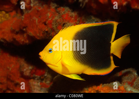 Rock-Schönheit (Holacanthus Tricolor), im Versteck, Übergangsform zwischen juvenilen und adulten Fische, Saint Lucia Stockfoto