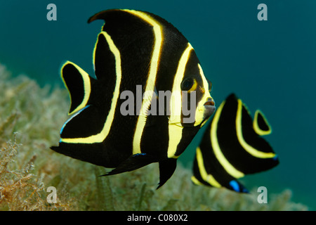 Franzosen Kaiserfisch, (Pomacanthus Paru), juvenile Form schwimmen über Algen, St. Lucia, St. Lucia Island, Inseln unter dem Winde Stockfoto