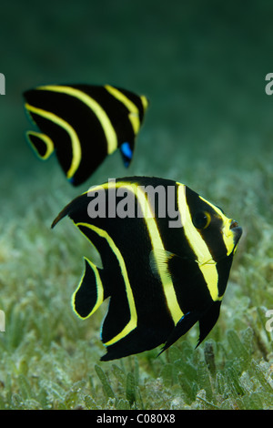 Franzosen-Kaiserfisch (Pomacanthus Paru), juvenile Form, Schwimmen über Algen, St. Lucia, St. Lucia Island, Inseln unter dem Winde Stockfoto