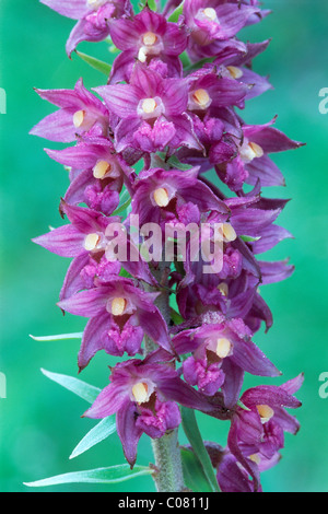 Dunkel rot Helleborine oder Royal Helleborine (Epipactis Atrorubens), Karwendelgebirge, Nord-Tirol, Österreich, Europa Stockfoto