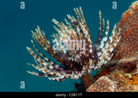 Herrliche Staubwedel (Sabellastarte Magnifica), auf steinigen Korallen, Tentakel Krone, St. Lucia, St. Lucia Island Stockfoto