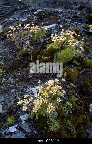 Moosigen Steinbrech (Saxifraga Bryoides), Nationalpark Hohe Tauern, Ost-Tirol, Österreich, Europa Stockfoto