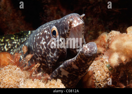 Spotted Muräne (Gymnothorax Moringo), Blick aus Hideaway im Korallenriff, aggressive Geste, St. Lucia, St. Lucia Insel Stockfoto