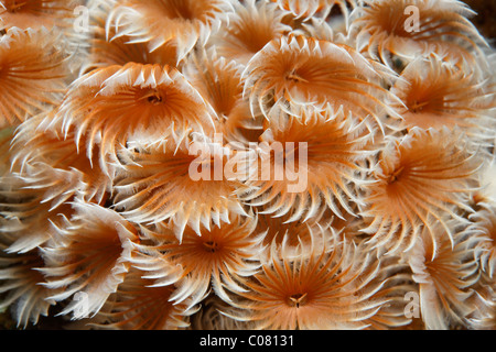 Soziale Staubwedel (Bispira Brunnea), Tentakel Kronen, St. Lucia, St. Lucia Insel, Windward-Inseln, kleine Antillen Stockfoto