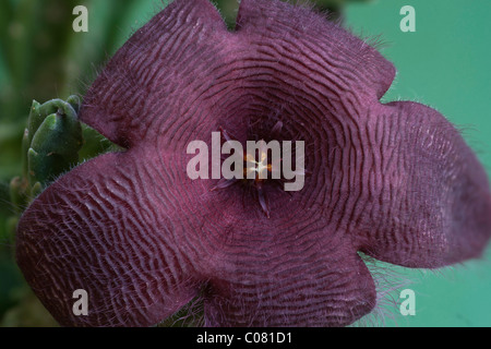 AAS Pflanze, Seestern-Blume oder Seestern Kaktus (Stapelia Grandiflora), Blüte Stockfoto