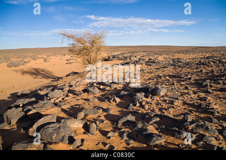 Akazie in der Steinwüste, schwarze Wüste, Libyen, Nordafrika, Afrika Stockfoto