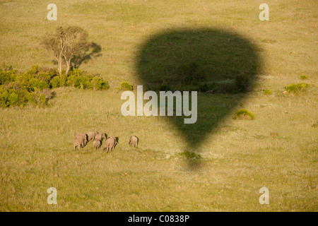 Afrikanische Elefanten Herde fotografiert aus einem Heißluftballon, Masai Mara, Kenia Stockfoto