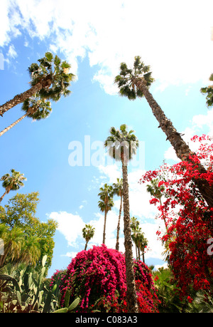 Botanischen Garten "Jardin Majorelle" in der Neustadt von Marrakesch mit Palmen und rosa Bougainvillea, wird vom Garten gepflegt. Stockfoto