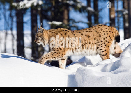 Europäischer Luchs (Felis Lynx, Lynx Lynx) laufen im Schnee, Nationalpark Bayerischer Wald, Bayern, Deutschland, Europa Stockfoto