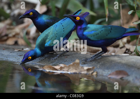 Lila glänzend Starling Glanzstare purpureus Stockfoto