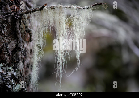 Bart Moos (Usnea) auf Baum, Ushuaia, Feuerland, Patagonien, Argentinien, Südamerika Stockfoto