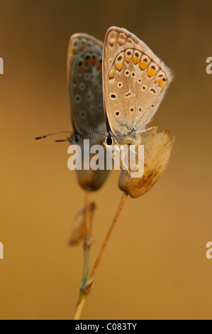 Gemeinsamen Blues (Lycaenidae) bei Sonnenaufgang Stockfoto