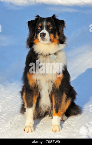 Porträt von einem Mischling Hund (Kreuzung zwischen einem Border Collie und der Schweizer Appenzeller Rasse) sitzen im Schnee. Stockfoto