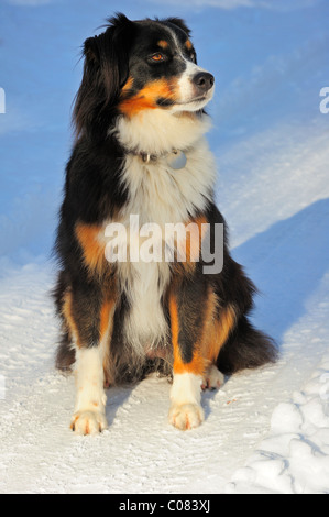 Porträt von einem Mischling Hund (Kreuzung zwischen einem Border Collie und der Schweizer Appenzeller Rasse) sitzen im Schnee. Stockfoto