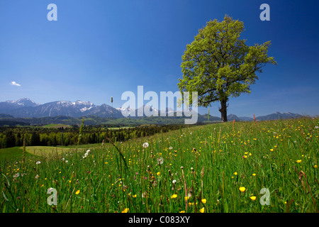 Blumenwiese mit einer Eiche im Allgäu in der Nähe von Füssen, Bayern, Deutschland, Europa Stockfoto