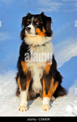 Porträt von einem Mischling Hund (Kreuzung zwischen einem Border Collie und der Schweizer Appenzeller Rasse) sitzen im Schnee. Stockfoto