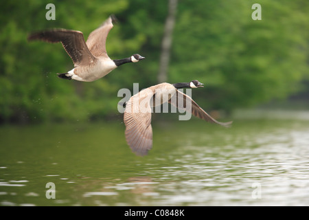 Kanadagans (Branta Canadensis), zwei Fliegen über Wasser, Bergisch Gladbach, Nordrhein-Westfalen, Deutschland, Europa Stockfoto