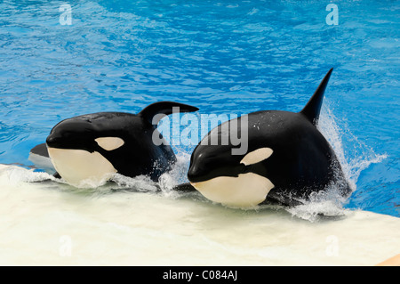 Trainiert von Killer Wale, Orcas (Orcinus Orca), Shamu Stadium, SeaWorld, San Diego, Kalifornien, USA, Nordamerika Stockfoto