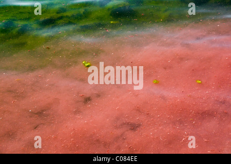 Lago Albano, rotes Wasser aufgrund von Planktothrix Rubescens, Wintersaison in Nahaufnahme. Stockfoto